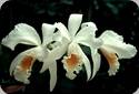 Cattleya gaskelliana alba